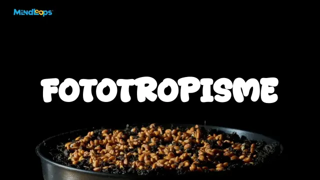 Fototropisme